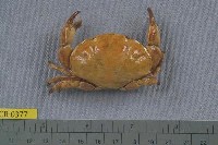 藏品(花紋愛潔蟹)的圖片